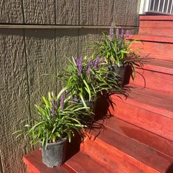 🌿 Beautiful Purple Liriope Plants – $65 for All 3