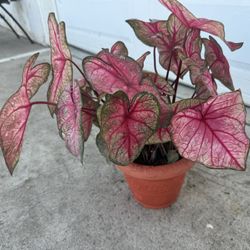 Caladium