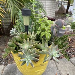 Succulents 