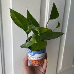 Golden Pothos in up cycled can