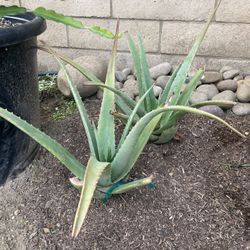 Large Aloe Vera Aloe Barbadensis Succulent Plant, Bareroot, Medicinal Properties