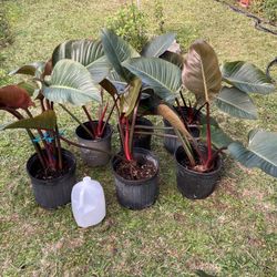 *$25 EACH* Red Congo Philodendron Plants 🔻Info Below🔻Congo Rojo Philodendron 