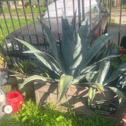 Yuca Plant Teen Size in plantar (not In ground)