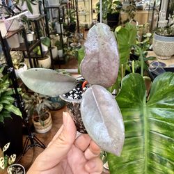 Hoya Wilbur Graves ‘Silver’