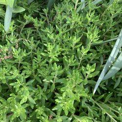 Free Plants/ Ground Cover