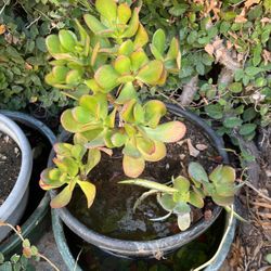 Jade Plant In A Pot Decorative 