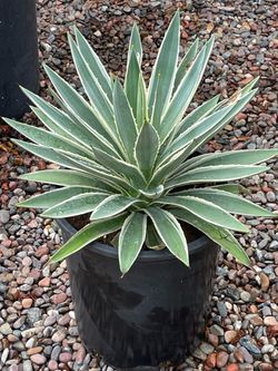 Agave Angustifolia.