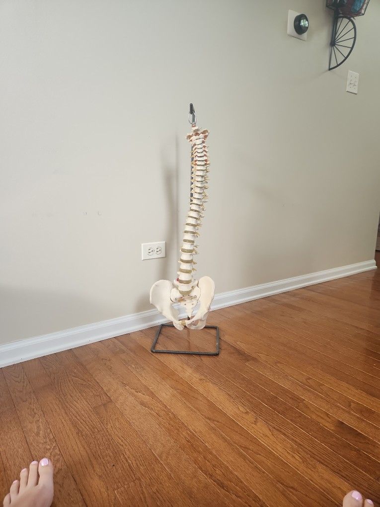 Anatomical Model: Human Spine