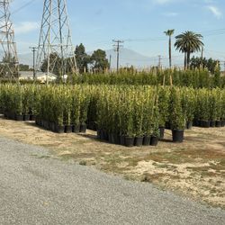 Indian Laurel Ficus 5 Gallons 3-4 Feet Tall When Planted 