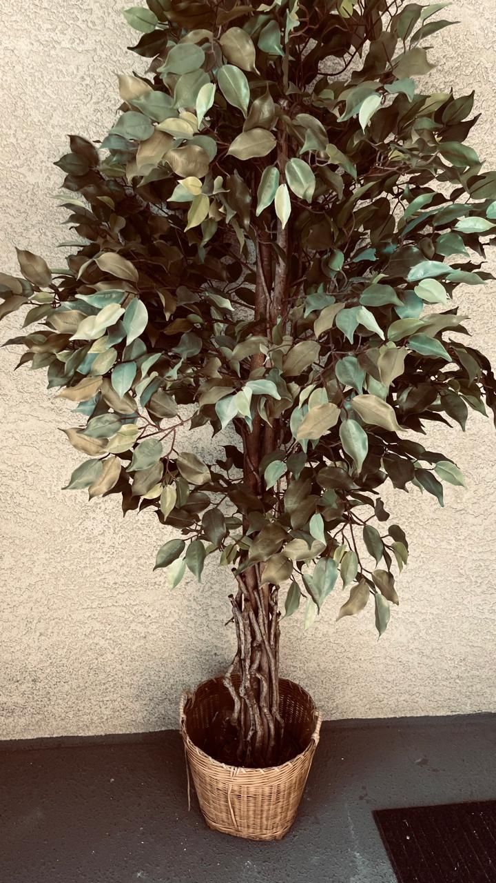 Ficus Tree For Amazing Garden Decor OPPORTUNITy
