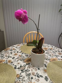 Orquidea