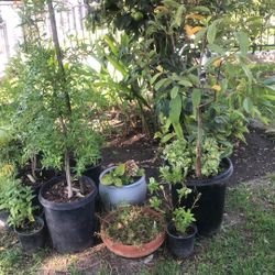 Guyabo Granado Aguacate Arrayanes