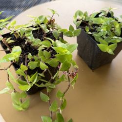 Turtle Wine Plants 2.5$