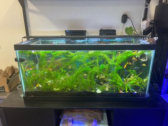 Free Freshwater Aquarium