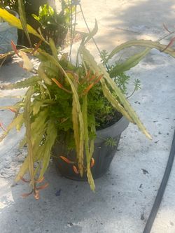 Plant