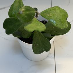 Hoya Kerii Heartleaf