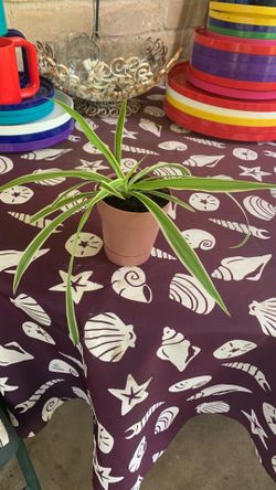 Spider Plant (Chlorophytum comosum), a popular, low-maintenance houseplant with long, arching leaves