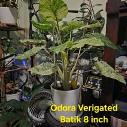 Odora Variegated Batik House Plant 