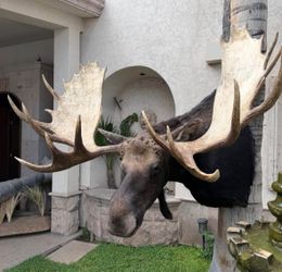 Giant Bull Moose Taxidermy Shoulder Mount