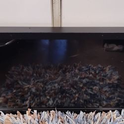 48 in Display Monitor