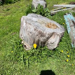 Willow Tree Trunks Plus