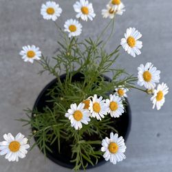 Argyranthemum