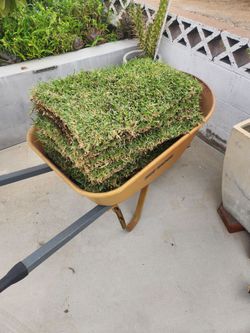 Sod. St augustine