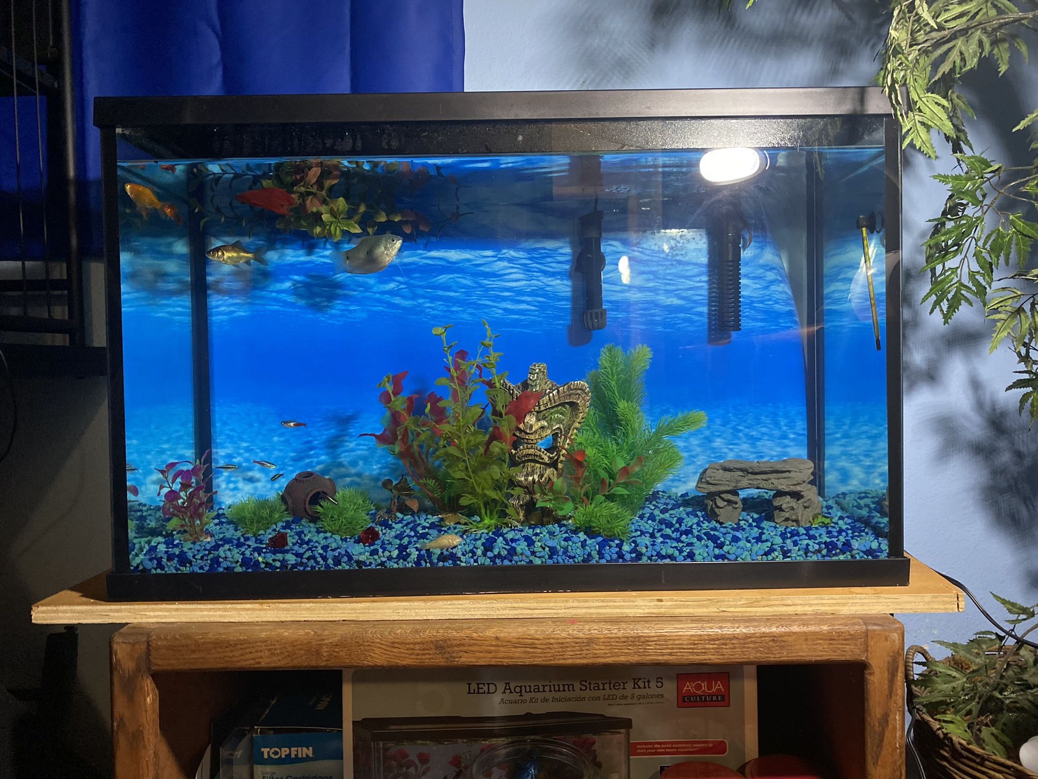 40 Gal Fish Tank with Filter, Heater, and Bubbles
