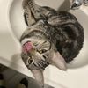 Mrs.Meow