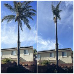 Palm Tree Trimming 