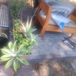 2 X 36" Planters Succulents Both $10