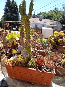 Plants Big square terracotta pot filled with cactus and succulents