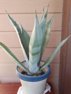 Blue agave