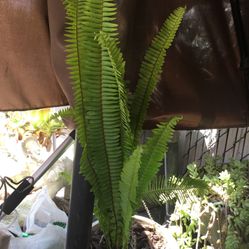 Ele no Plant