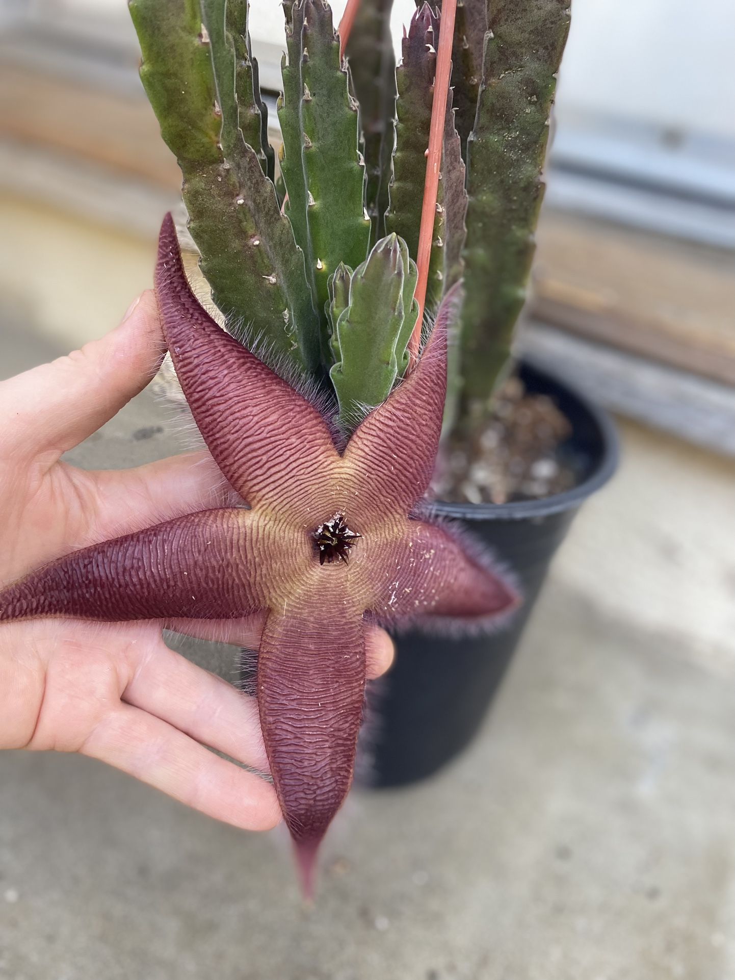 Stapelia Starfish Plant, With Xtra Large Flower In 1 Gallon Pot