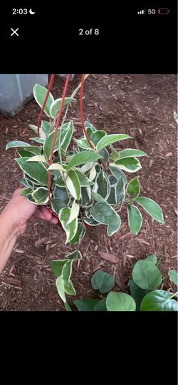 Specialty***6” pot Full/lush/trailing hoya crimson Queen/tri color; 96820