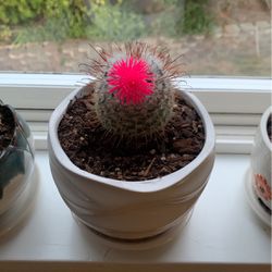 Cactus With Fake Plant