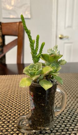 Succulent in mini glass shoe pot