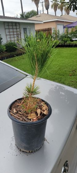 Japanese Black Pine 1 Gallon