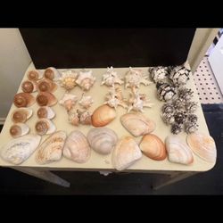 Seashells Collection 