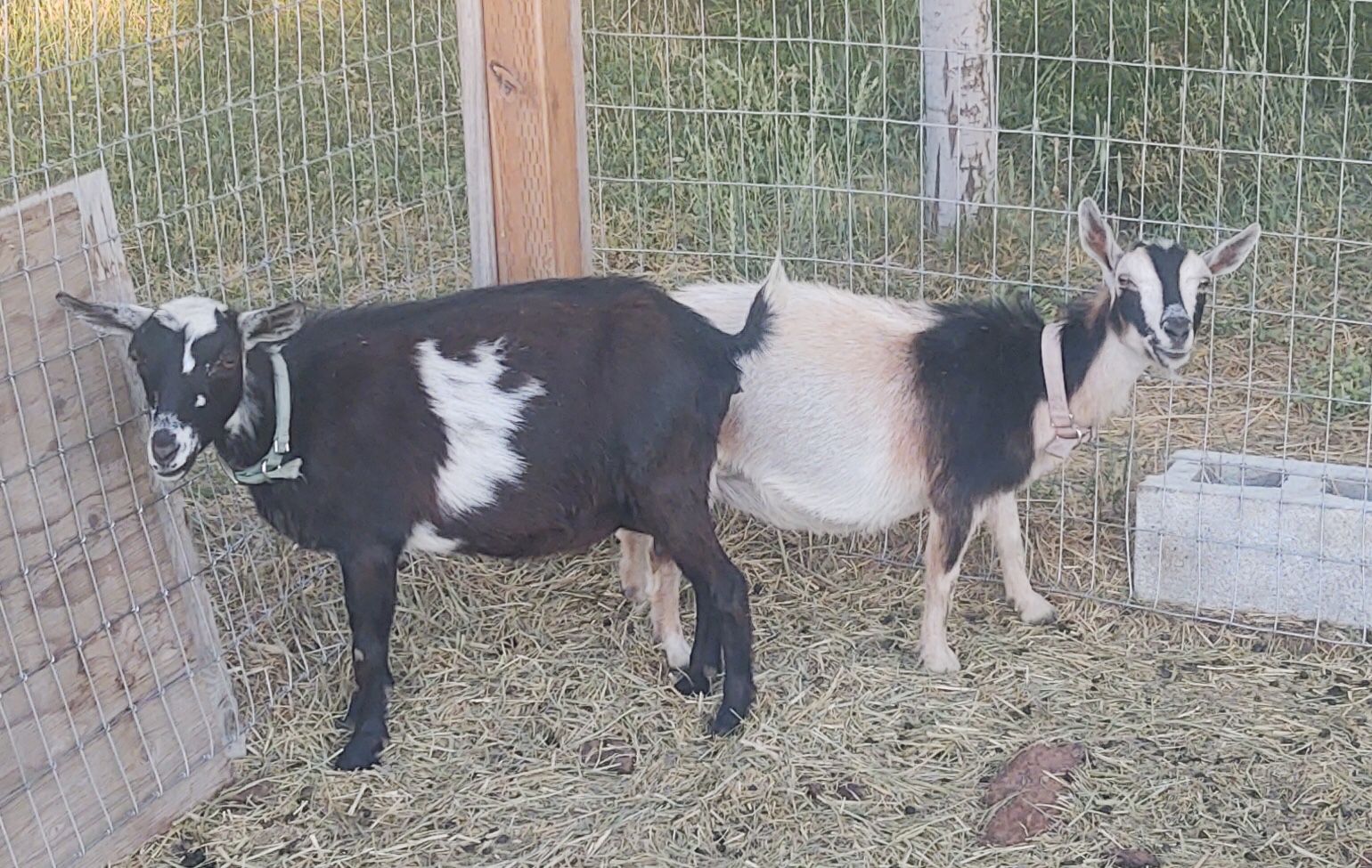 Registered Nigerian Goats