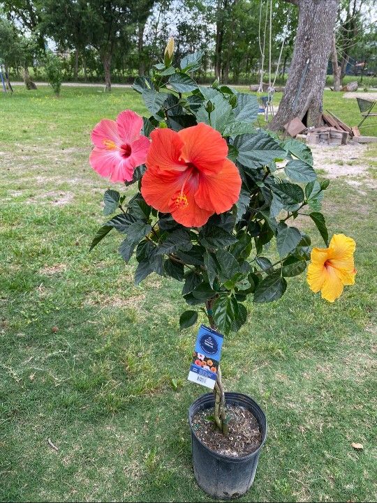 Hibiscus