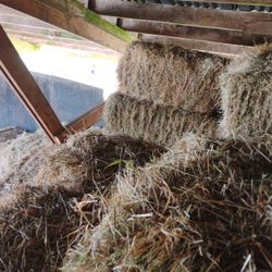 Hay