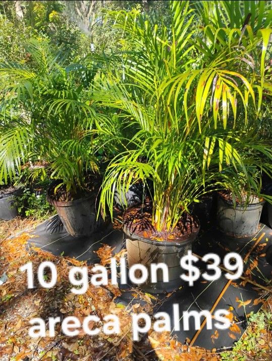 Areca Palms 10 Gallon