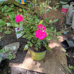 Double Knock Out Roses!!