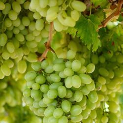 Grapes