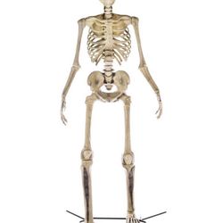 12’ Skeletons