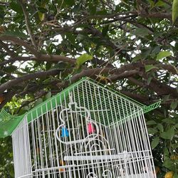 Pequeña Jaula Para Pajaritos Excellent Condition