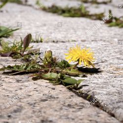 Weed Prevention 
