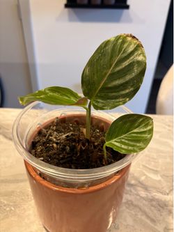 Calathea